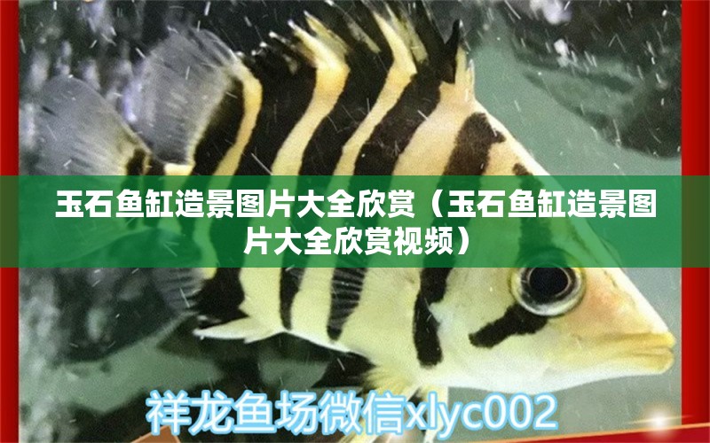 玉石魚缸造景圖片大全欣賞（玉石魚缸造景圖片大全欣賞視頻） 祥龍水族醫(yī)院