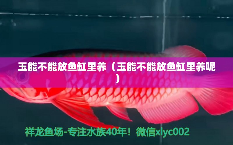 玉能不能放魚缸里養(yǎng)（玉能不能放魚缸里養(yǎng)呢） 祥龍水族醫(yī)院