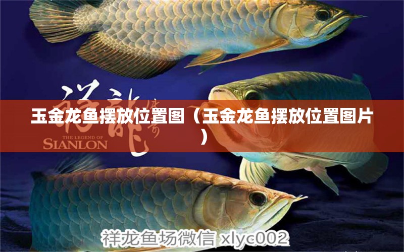 玉金龍魚擺放位置圖（玉金龍魚擺放位置圖片） 撒旦鴨嘴魚