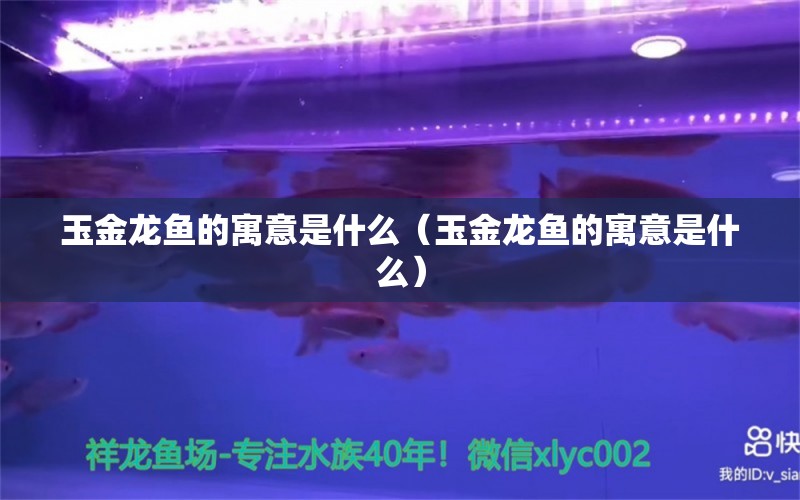 玉金龍魚的寓意是什么（玉金龍魚的寓意是什么）