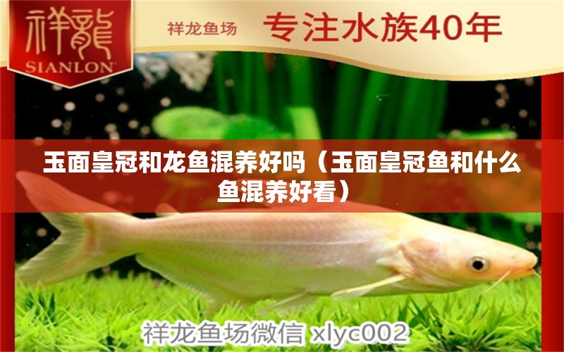 玉面皇冠和龍魚混養(yǎng)好嗎（玉面皇冠魚和什么魚混養(yǎng)好看）