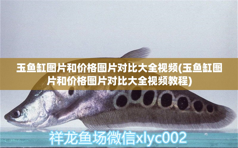 玉魚缸圖片和價格圖片對比大全視頻(玉魚缸圖片和價格圖片對比大全視頻教程) 白玉紅龍魚 第1張