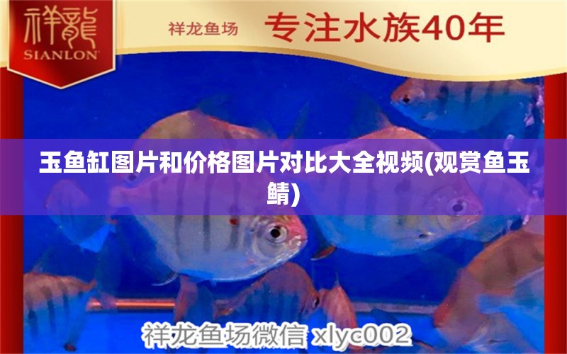 玉魚缸圖片和價(jià)格圖片對(duì)比大全視頻(觀賞魚玉鯖)