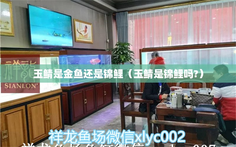 玉鯖是金魚還是錦鯉（玉鯖是錦鯉嗎?） 觀賞魚市場（混養(yǎng)魚）