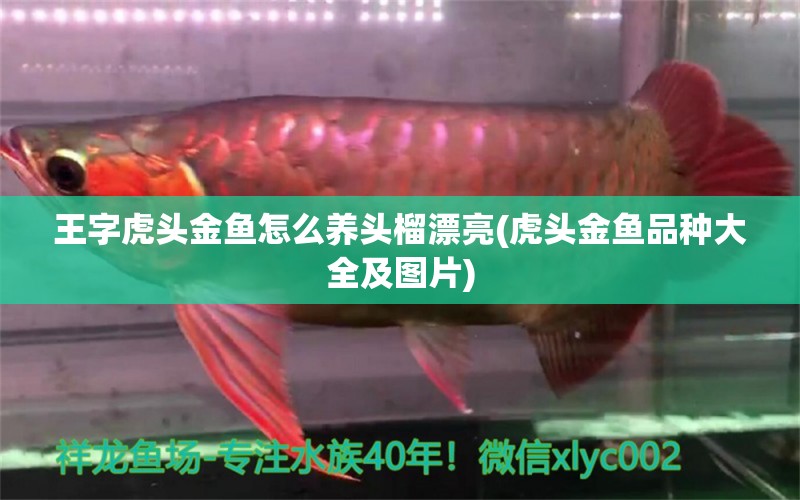 王字虎頭金魚怎么養(yǎng)頭榴漂亮(虎頭金魚品種大全及圖片) 銀河星鉆魚