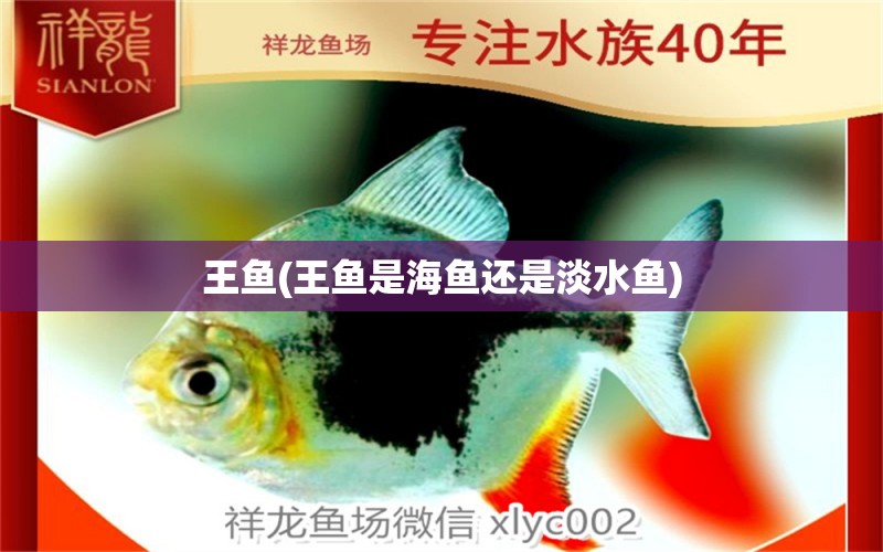 王魚(王魚是海魚還是淡水魚) 蝴蝶鯉 第2張