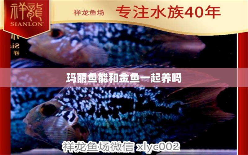 瑪麗魚能和金魚一起養(yǎng)嗎 錦鯉飼料 第2張