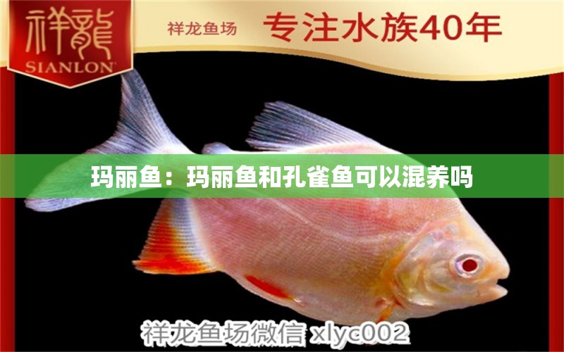 瑪麗魚：瑪麗魚和孔雀魚可以混養(yǎng)嗎 觀賞魚