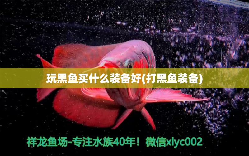 玩黑魚買什么裝備好(打黑魚裝備) 白化巴西龜（白巴）