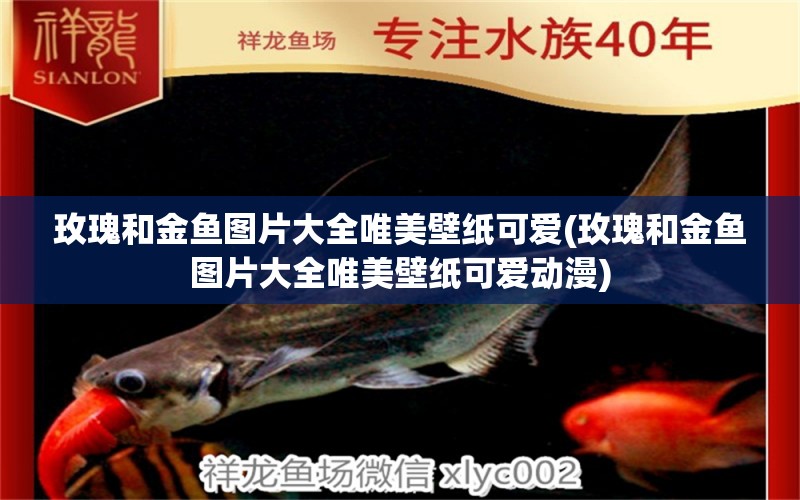 玫瑰和金魚圖片大全唯美壁紙可愛(玫瑰和金魚圖片大全唯美壁紙可愛動漫) 觀賞蝦蟹等飼料