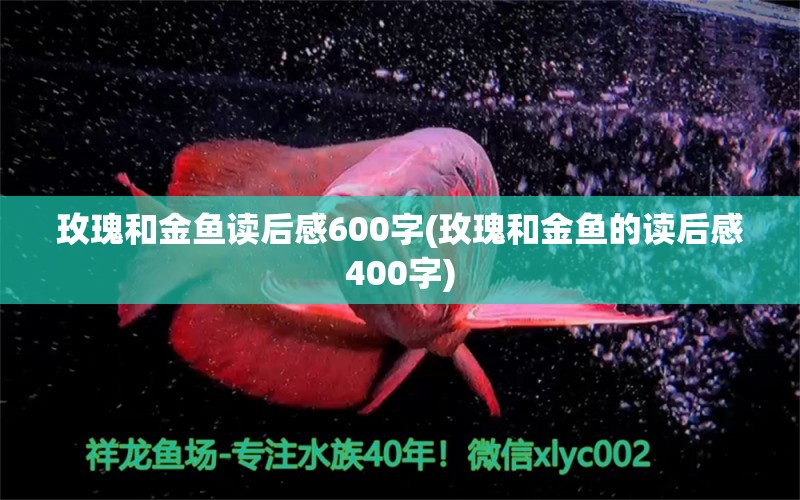 玫瑰和金魚(yú)讀后感600字(玫瑰和金魚(yú)的讀后感400字) 觀賞魚(yú)魚(yú)苗