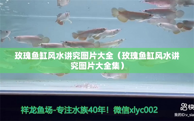 玫瑰魚缸風(fēng)水講究圖片大全（玫瑰魚缸風(fēng)水講究圖片大全集）