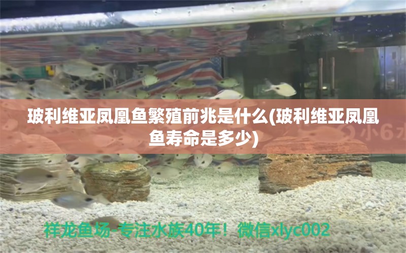 玻利維亞鳳凰魚(yú)繁殖前兆是什么(玻利維亞鳳凰魚(yú)壽命是多少) 孵化器