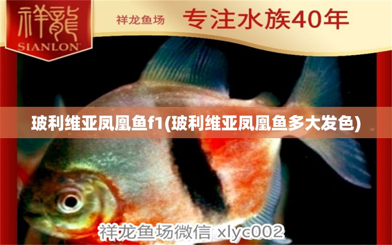 玻利維亞鳳凰魚(yú)f1(玻利維亞鳳凰魚(yú)多大發(fā)色) 觀賞魚(yú) 第1張