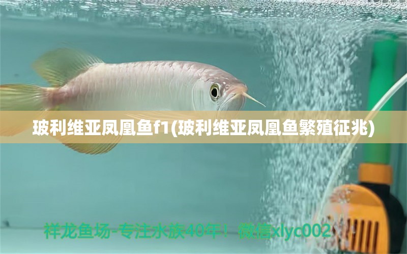 玻利維亞鳳凰魚(yú)f1(玻利維亞鳳凰魚(yú)繁殖征兆)