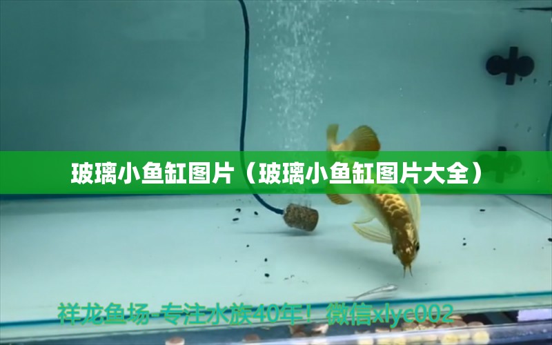 玻璃小魚缸圖片（玻璃小魚缸圖片大全）