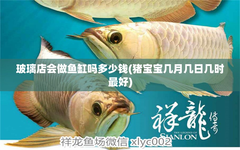 玻璃店會(huì)做魚缸嗎多少錢(豬寶寶幾月幾日幾時(shí)最好) 白子黑帝王魟魚