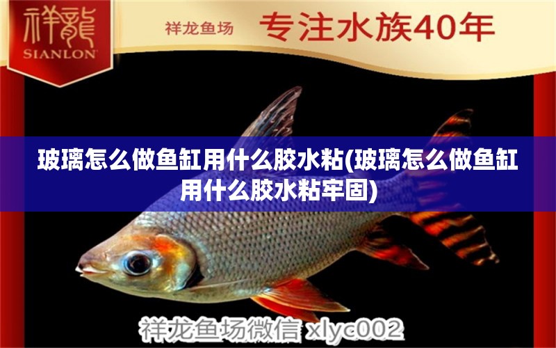 玻璃怎么做魚缸用什么膠水粘(玻璃怎么做魚缸用什么膠水粘牢固) 觀賞魚進(jìn)出口