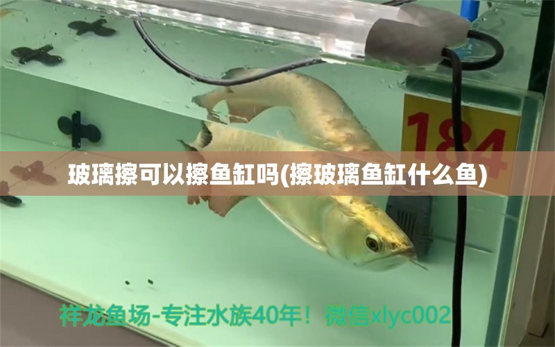 玻璃擦可以擦魚缸嗎(擦玻璃魚缸什么魚) 藍(lán)底過背金龍魚