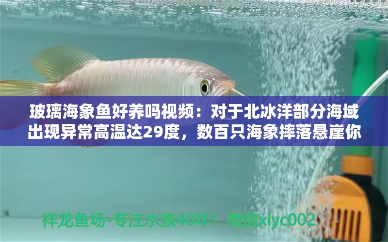 玻璃海象魚好養(yǎng)嗎視頻：對(duì)于北冰洋部分海域出現(xiàn)異常高溫達(dá)29度，數(shù)百只海象摔落懸崖你怎么看