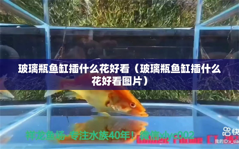 玻璃瓶魚缸插什么花好看（玻璃瓶魚缸插什么花好看圖片）