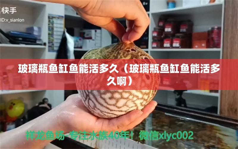 玻璃瓶魚缸魚能活多久（玻璃瓶魚缸魚能活多久?。? title=