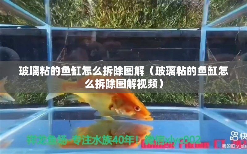 玻璃粘的魚缸怎么拆除圖解（玻璃粘的魚缸怎么拆除圖解視頻） 斯維尼關刀魚