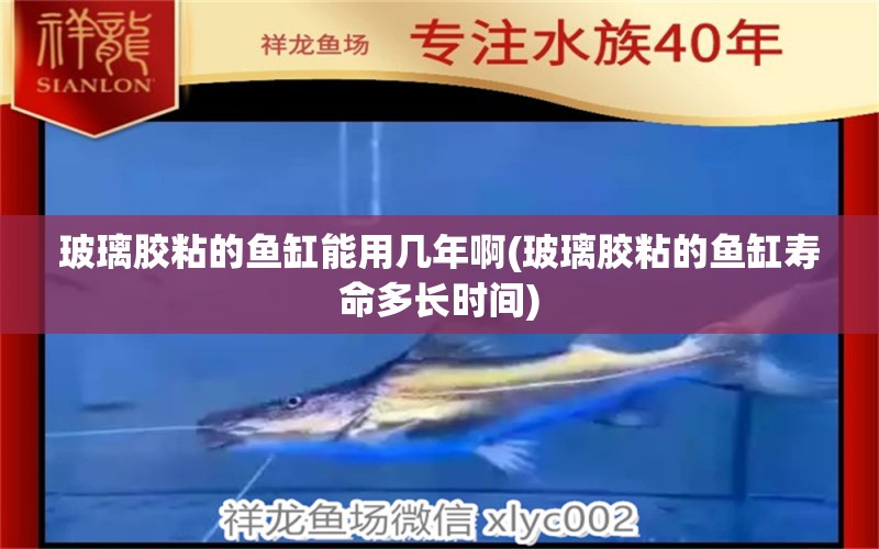 玻璃膠粘的魚缸能用幾年啊(玻璃膠粘的魚缸壽命多長時(shí)間)