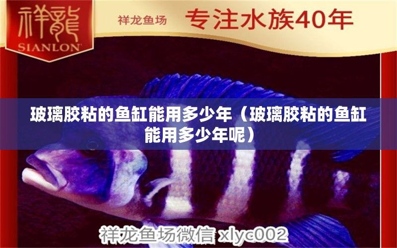 玻璃膠粘的魚(yú)缸能用多少年（玻璃膠粘的魚(yú)缸能用多少年呢）