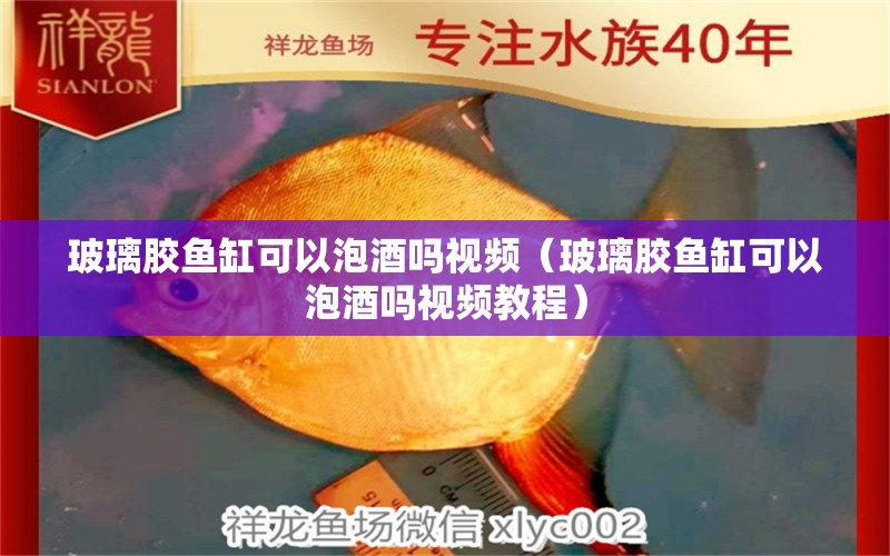 玻璃膠魚(yú)缸可以泡酒嗎視頻（玻璃膠魚(yú)缸可以泡酒嗎視頻教程）