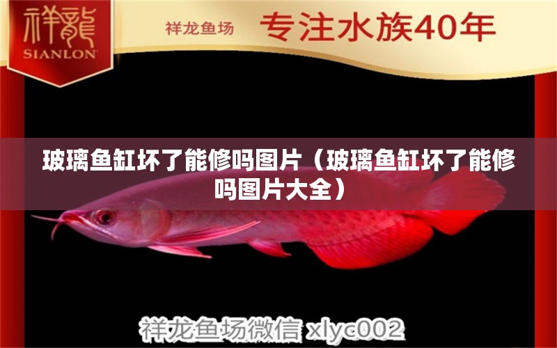 玻璃魚缸壞了能修嗎圖片（玻璃魚缸壞了能修嗎圖片大全）