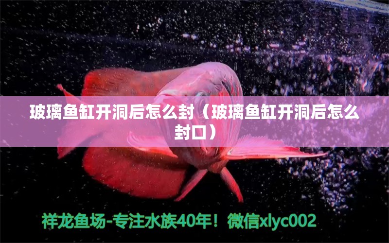 玻璃魚缸開洞后怎么封（玻璃魚缸開洞后怎么封口）