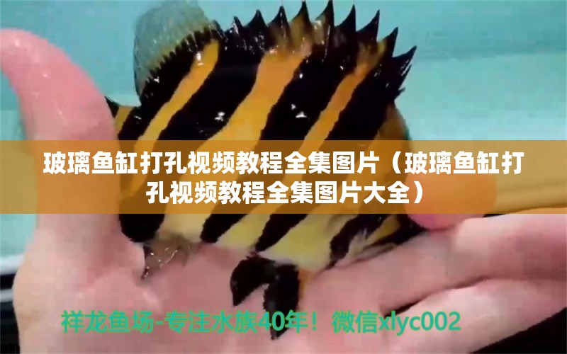 玻璃魚缸打孔視頻教程全集圖片（玻璃魚缸打孔視頻教程全集圖片大全） 斑馬鴨嘴魚苗