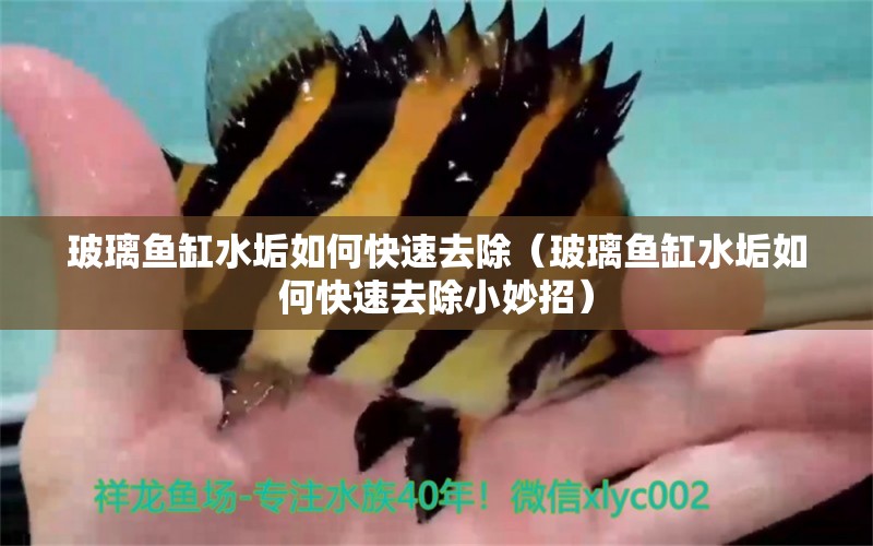 玻璃魚缸水垢如何快速去除（玻璃魚缸水垢如何快速去除小妙招）