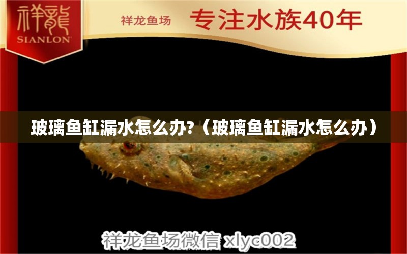 玻璃魚缸漏水怎么辦?（玻璃魚缸漏水怎么辦）