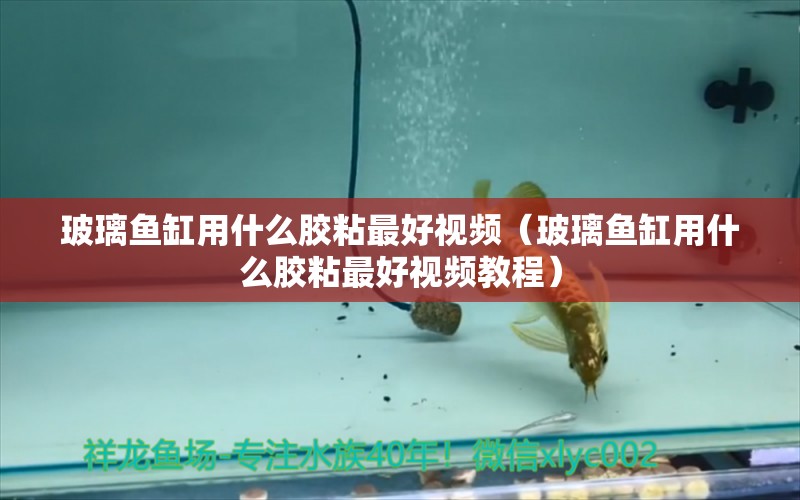 玻璃魚缸用什么膠粘最好視頻（玻璃魚缸用什么膠粘最好視頻教程）