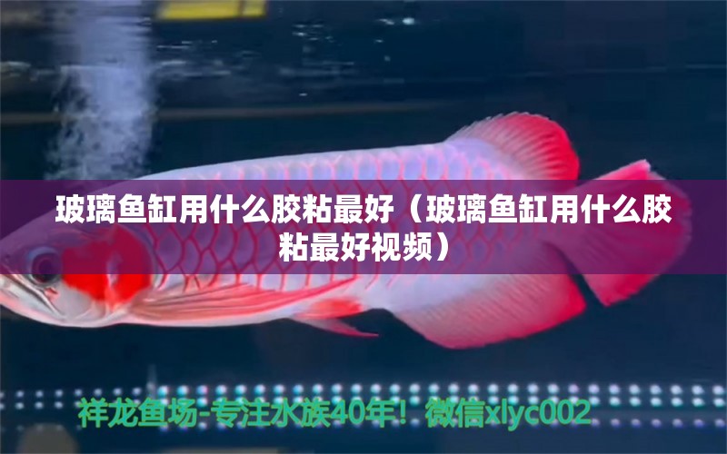 玻璃魚缸用什么膠粘最好（玻璃魚缸用什么膠粘最好視頻）