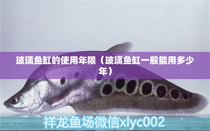 玻璃魚缸的使用年限（玻璃魚缸一般能用多少年）