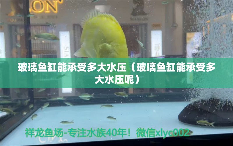 玻璃魚缸能承受多大水壓（玻璃魚缸能承受多大水壓呢） 其他品牌魚缸