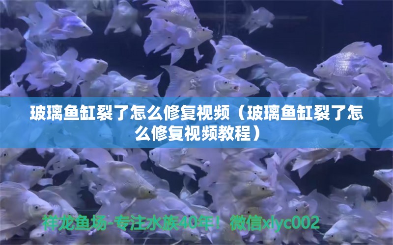 玻璃魚缸裂了怎么修復視頻（玻璃魚缸裂了怎么修復視頻教程） 祥龍水族醫(yī)院