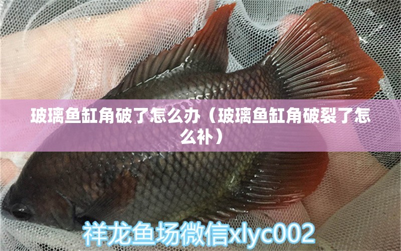 玻璃魚缸角破了怎么辦（玻璃魚缸角破裂了怎么補(bǔ)）