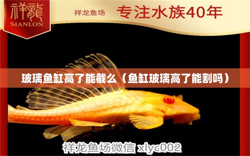 玻璃魚(yú)缸高了能截么（魚(yú)缸玻璃高了能割嗎） 野彩魚(yú)