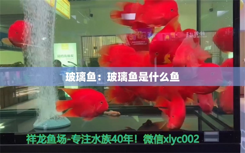 玻璃魚：玻璃魚是什么魚 觀賞魚