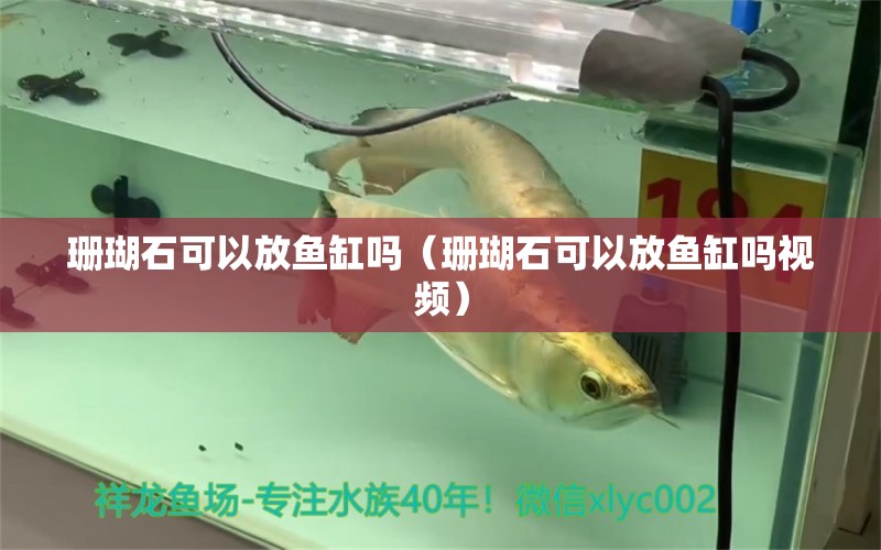 珊瑚石可以放魚缸嗎（珊瑚石可以放魚缸嗎視頻）