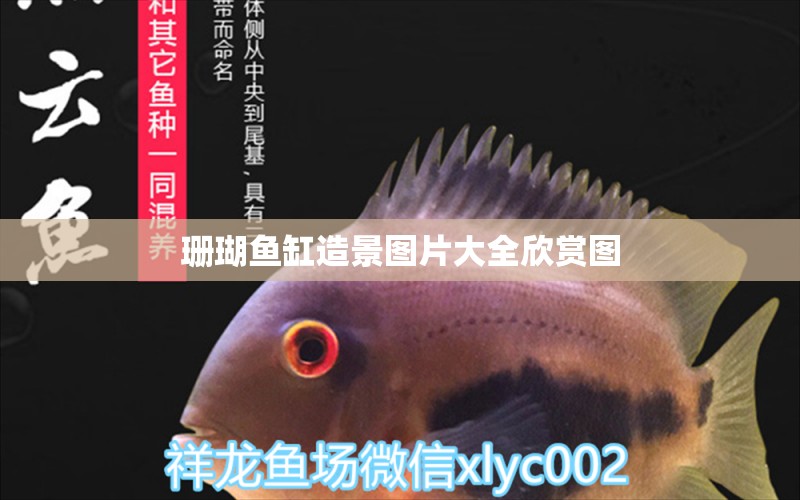 珊瑚魚缸造景圖片大全欣賞圖