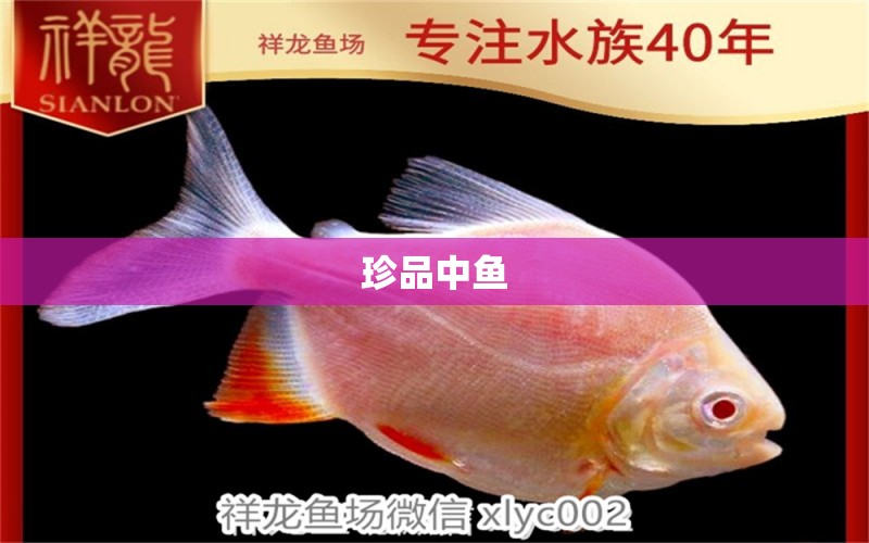 珍品中魚 黃金招財貓魚