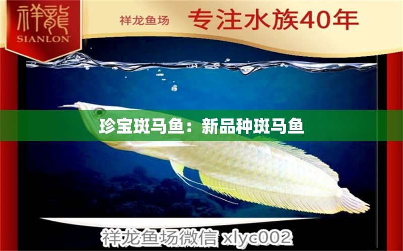 珍寶斑馬魚：新品種斑馬魚