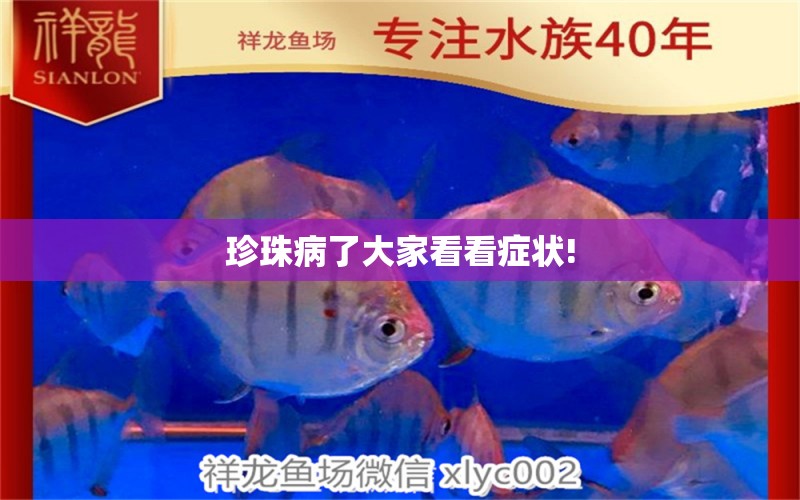 珍珠病了大家看看癥狀! 龍魚疾病與治療