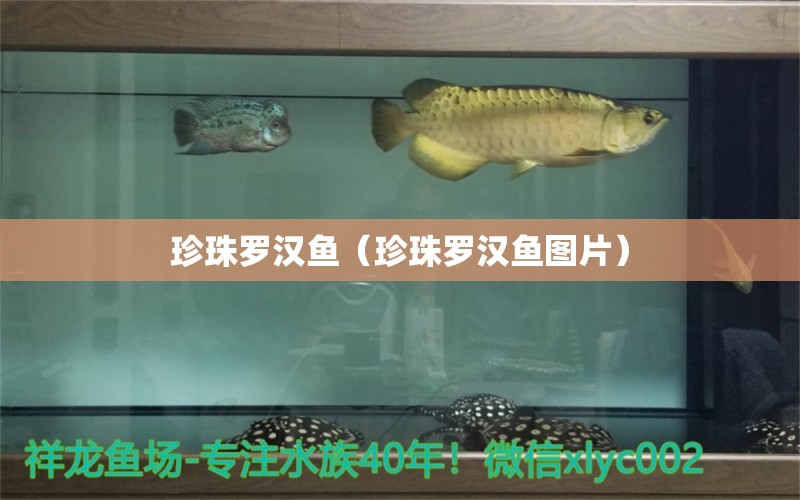 珍珠羅漢魚(yú)（珍珠羅漢魚(yú)圖片） 羅漢魚(yú)