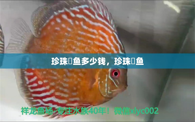 珍珠魟魚多少錢，珍珠鳉魚 小型觀賞魚